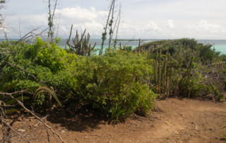 Czarter nas Karaibach - Wnętrze wysepki Baradal na Tobago Cays
