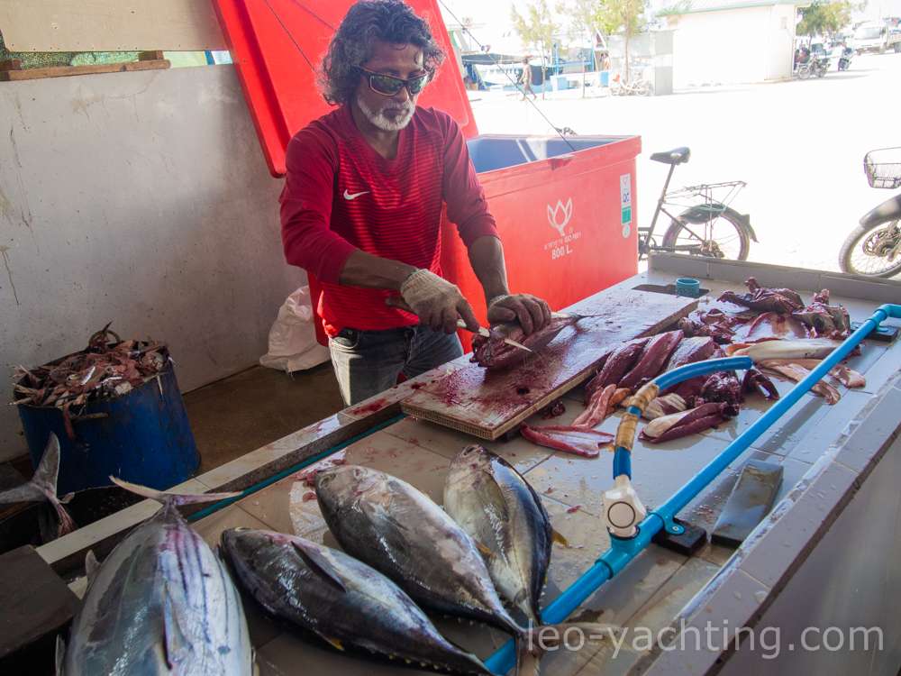 czarter jahctów Malediwy - tuńczyki