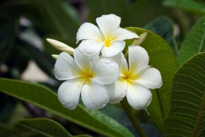 Kwiat Tiare Apetahi na wyspie Raiatea