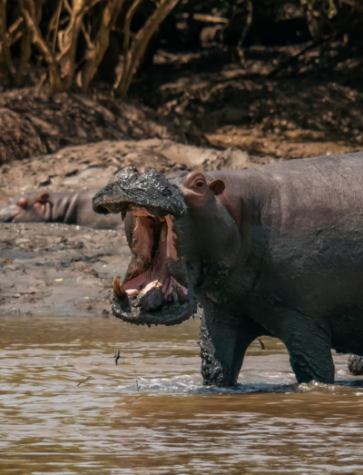 Zanzibar - rejs i safari