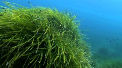 posidonia oceanica Morze Śródziemne