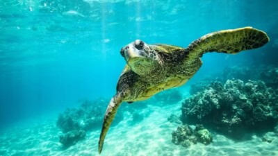 żółw carreta carreta Morze Śródziemne
