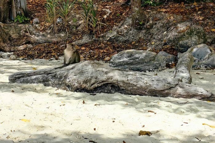 Czarter Tajlandia - Małpia Plaża na Koh Phi Phi