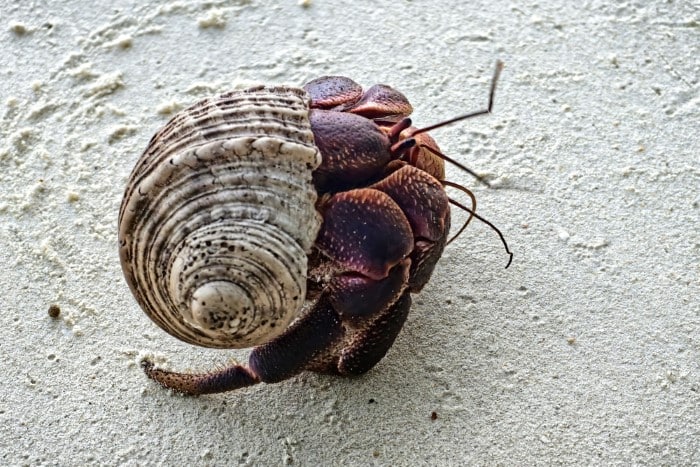 Czarter Tajlandia - krab pustelnik na plaży