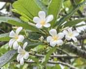 Czarter Tajlandia - tropikalne kwiaty Plumeria