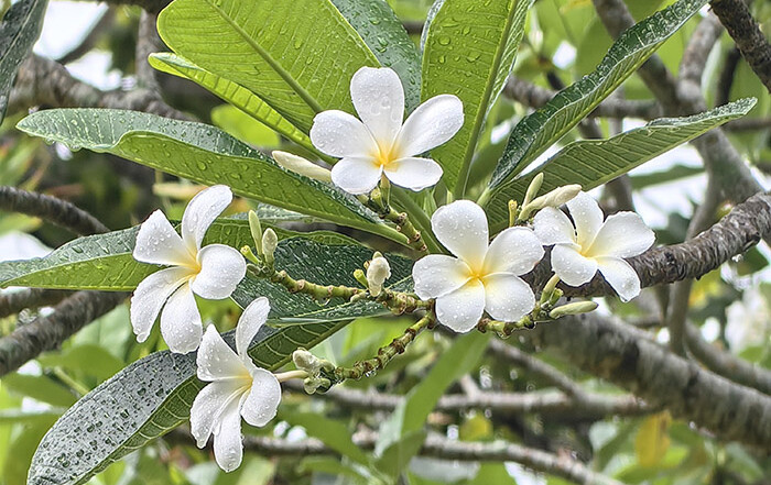 Czarter Tajlandia - tropikalne kwiaty Plumeria