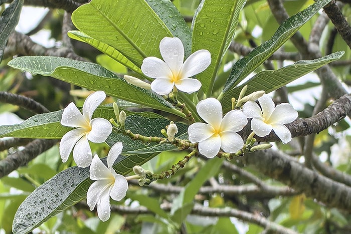 Czarter Tajlandia - tropikalne kwiaty Plumeria